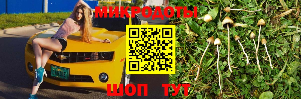 Псилоцибиновые грибы Psilocybe Старая Купавна